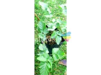 https://www.gallito.com.uy/plantas-de-frambuesa-oscura-y-salvia-azul-guaranitica-productos-22759475