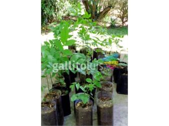 https://www.gallito.com.uy/plantas-de-nogal-negro-americano-juglans-nigra-productos-22759468