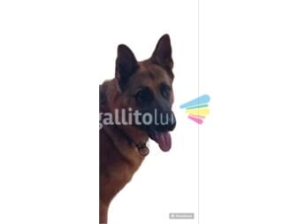 https://www.gallito.com.uy/pastor-aleman-de-3-años-en-venta-hermoso-bien-cuidado-productos-24398180