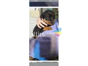 https://www.gallito.com.uy/cachorros-rottweiler-puros45-dias-vacunados-productos-26042178