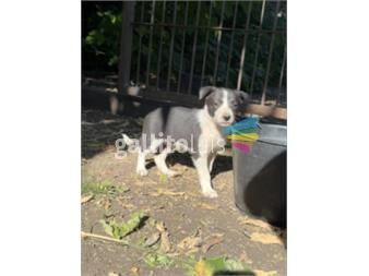 https://www.gallito.com.uy/cachorros-border-collie-de-trabajo-y-competencia-productos-26664525