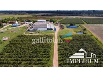 https://www.gallito.com.uy/venta-establecimiento-agroindustrial-juanico-inmuebles-22232973