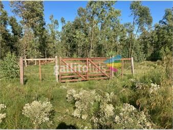 https://www.gallito.com.uy/chacra-5-has-con-forestacion-a-7-km-de-durazno20-has-mas-inmuebles-22401860