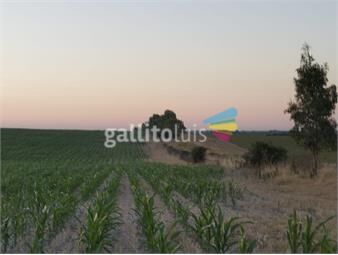 https://www.gallito.com.uy/campo-123h-en-ecilda-paullier-inmuebles-23778071