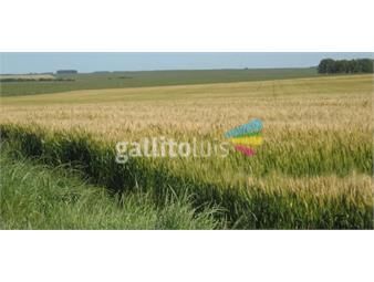 https://www.gallito.com.uy/excelente-campo-agricola-ganadero-en-soriano-inmuebles-24433237