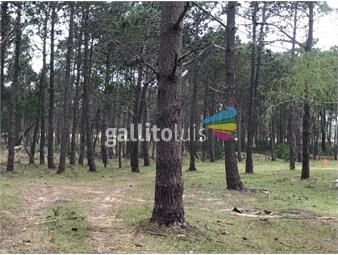 https://www.gallito.com.uy/campo-ubicado-sobre-ruta-nacional-numero-10-rocha-inmuebles-24574805