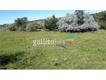 https://www.gallito.com.uy/campo-de-135-hectareas-en-poblado-colon-lavalleja-inmuebles-25509064