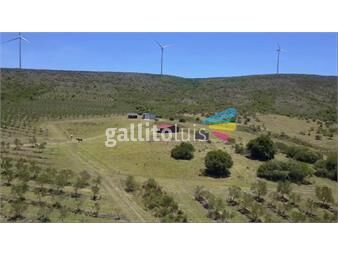 https://www.gallito.com.uy/venta-campo-con-olivos-3-molinos-eolicos-inmuebles-21602686