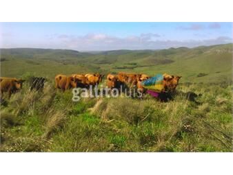 https://www.gallito.com.uy/532-has-de-campo-ganadero-en-isla-patrulla-treinta-y-tres-inmuebles-22305331