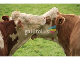https://www.gallito.com.uy/campo-agricola-ganadero-invernador-vergara-treinta-y-tre-inmuebles-22305333