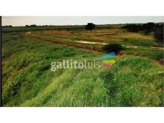 https://www.gallito.com.uy/campo-ganadero-agricola-principalmente-arrocero-sobre-rut-inmuebles-22307326