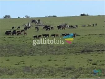 https://www.gallito.com.uy/101-has-agricolas-ganaderas-de-verdad-inmuebles-22538438