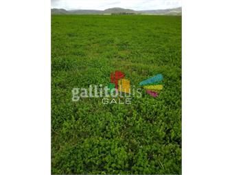 https://www.gallito.com.uy/campo-en-maldonado-inmuebles-22875097