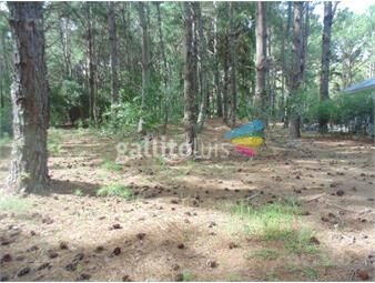 https://www.gallito.com.uy/terreno-balneario-el-faro-arbolado-puerto-zona-de-depor-inmuebles-23251300