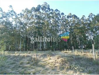 https://www.gallito.com.uy/venta-terreno-de-8-hectareas-en-carmelo-inmuebles-23250403