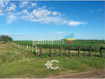 https://www.gallito.com.uy/campo-en-venta-en-paysandu-ref-5475-inmuebles-23536241