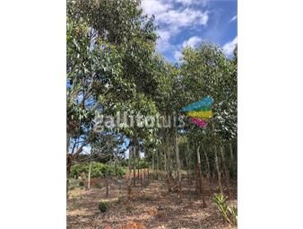 https://www.gallito.com.uy/terreno-en-jose-ignacio-inmuebles-23429255