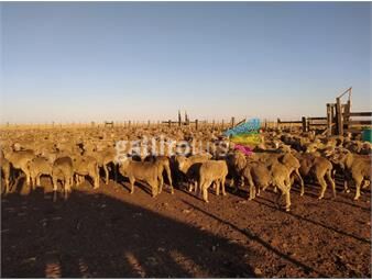 https://www.gallito.com.uy/venta-campo-ganadero-artigas-tres-cruces-inmuebles-23837105