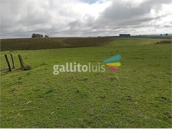 https://www.gallito.com.uy/venta-de-206-hectareas-en-cerro-largo-inmuebles-23896327