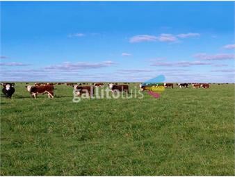 https://www.gallito.com.uy/campo-en-venta-en-salto-ref-2410-inmuebles-19966662