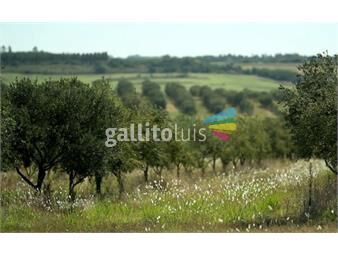 https://www.gallito.com.uy/fabrica-de-aceite-de-oliva-inmuebles-24760423