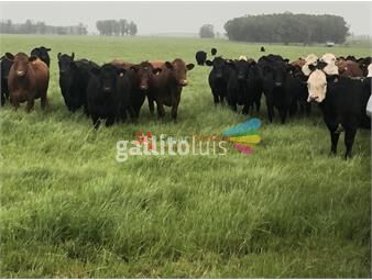 https://www.gallito.com.uy/venta-354-hectareas-agricolas-ganaderas-treinta-y-tres-inmuebles-24646561