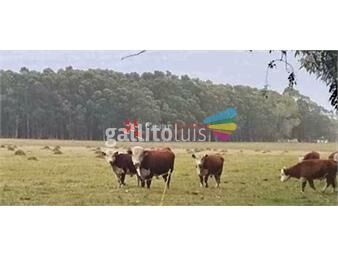 https://www.gallito.com.uy/venta-445-hectareas-agricolas-ganaderas-inmuebles-24721155