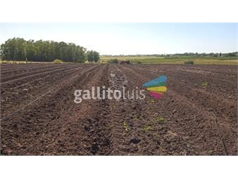 https://www.gallito.com.uy/excelente-oportunidad-de-inversion-campo-6-7has-con-cultiv-inmuebles-23094714