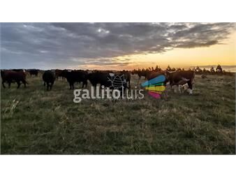 https://www.gallito.com.uy/campo-ganadero-agricola-inmuebles-22910305