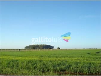 https://www.gallito.com.uy/venta-campo-agricola-ganadero-treinta-y-tres-inmuebles-25261419