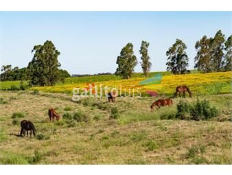 https://www.gallito.com.uy/venta-campo-142-hectareas-agricola-ganadero-inmuebles-25112098