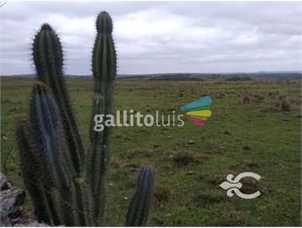 https://www.gallito.com.uy/campo-en-tacuarembo-ref-8991-inmuebles-24271090