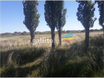 https://www.gallito.com.uy/al1086p-venta-campo-53-hectareas-en-estacion-solis-minas-la-inmuebles-24678111