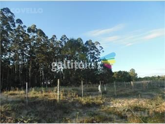 https://www.gallito.com.uy/venta-terreno-de-8-ha-hectareas-en-carmelo-inmuebles-25617874