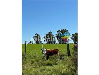 https://www.gallito.com.uy/venta-campo-agricola-ganadero-tala-galpones-tajamar-pozos-inmuebles-25301011