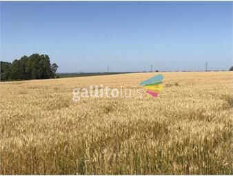 https://www.gallito.com.uy/19-4-has-sobre-ruta-2campo-agricola-inmuebles-24851891