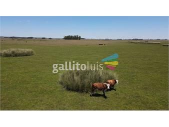 https://www.gallito.com.uy/campo-ganadero-de-3000ha-rocha-inmuebles-23365604