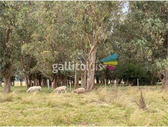 https://www.gallito.com.uy/campo-9-has-con-4355-m2-has-en-las-garzas-con-casa-y-galp-inmuebles-25347486