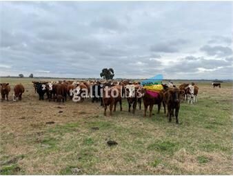 https://www.gallito.com.uy/establecimiento-ganadero-agricola-i-canelones-i-900-has-inmuebles-26029571