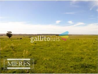 https://www.gallito.com.uy/campo-en-venta-inmuebles-23397353