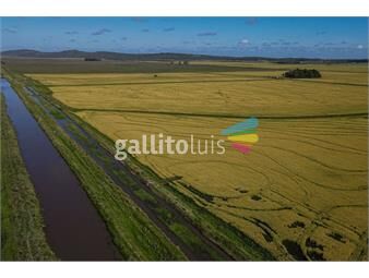 https://www.gallito.com.uy/campo-agricola-ganadero-de-1500ha-rocha-inmuebles-23405085