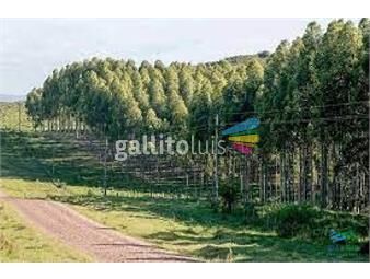 https://www.gallito.com.uy/874-has-mixtas-agricola-ganadero-forestal-inmuebles-24097938