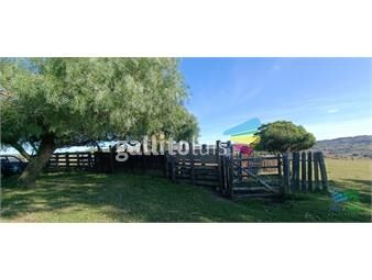 https://www.gallito.com.uy/muy-buen-campo-mixto-ganadero-forestal-de-690-has-y-bien-ub-inmuebles-24355372