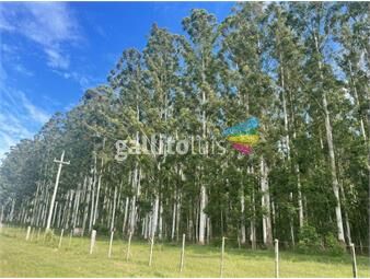 https://www.gallito.com.uy/campo-forestal-ganadero-l-tacuarembo-i-924-ha-ic-45-inmuebles-26181160