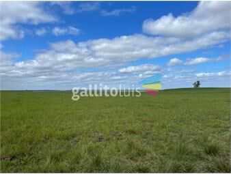 https://www.gallito.com.uy/venta-de-campo-ganadero-agricola-i-286-ha-ic-99-i-flores-inmuebles-25742902