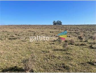 https://www.gallito.com.uy/venta-campo-ganadero-invernador-i-lavalleja-i-823-ha-ic-10-inmuebles-26039531