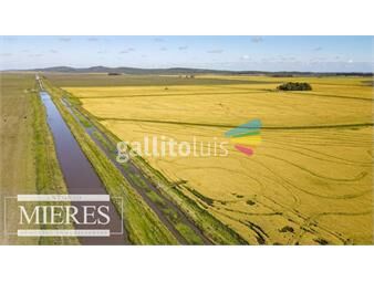 https://www.gallito.com.uy/campo-agricola-ganadero-de-1500ha-rocha-inmuebles-23405085