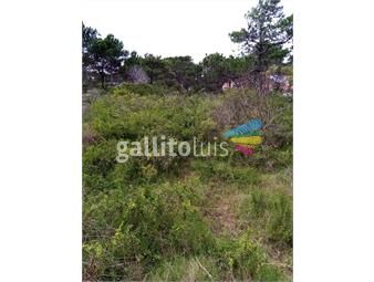 https://www.gallito.com.uy/venta-terreno-punta-del-diablo-bv-san-miguel-proximo-a-inmuebles-24137453