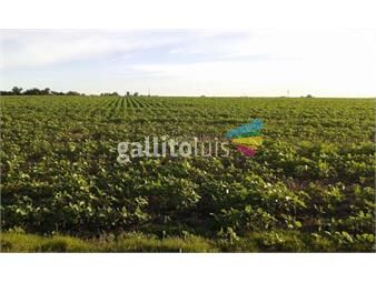 https://www.gallito.com.uy/campo-agricola-ganadero-i-canelones-i-ha-182-ic-142-inmuebles-26325119