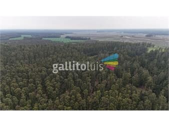 https://www.gallito.com.uy/campo-forestal-i-lavalleja-i-ha-790-ic-72-inmuebles-26551859